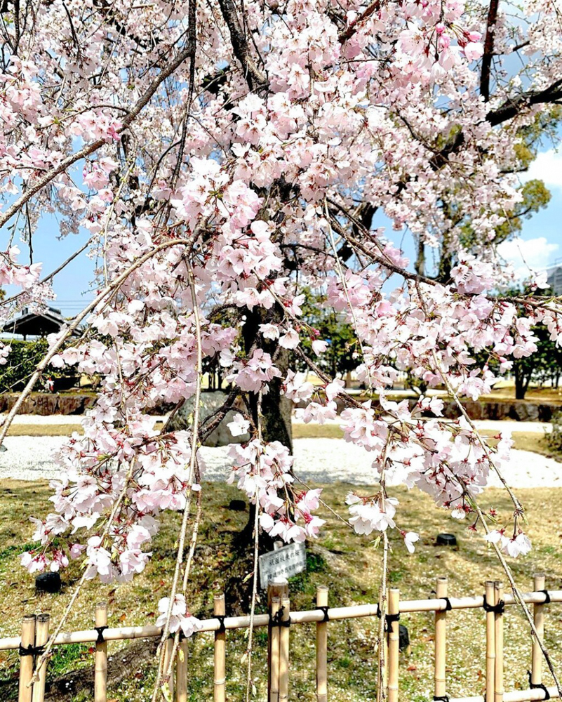 西尾城、桜、3月春の花、愛知県西尾市の観光・撮影スポットの画像と写真