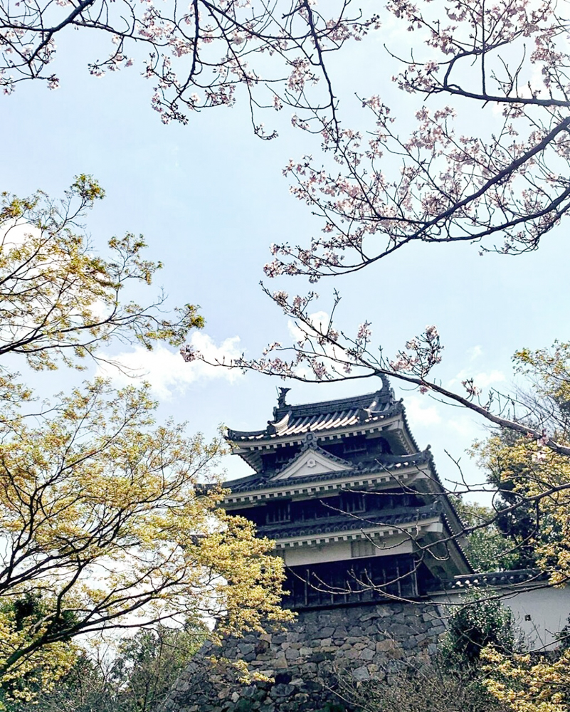西尾城、桜、3月春の花、愛知県西尾市の観光・撮影スポットの画像と写真