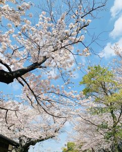 西尾城、桜、3月春の花、愛知県西尾市の観光・撮影スポットの画像と写真