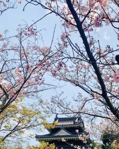 西尾城、桜、3月春の花、愛知県西尾市の観光・撮影スポットの画像と写真