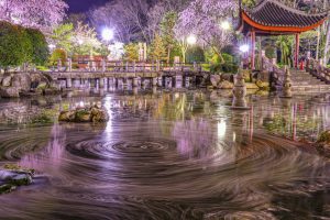 日中友好庭園、岐阜公園、桜、4月春の花、岐阜県岐阜市の観光・撮影スポットの画像と写真
