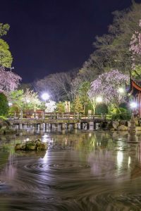 日中友好庭園、岐阜公園、桜、4月春の花、岐阜県岐阜市の観光・撮影スポットの画像と写真