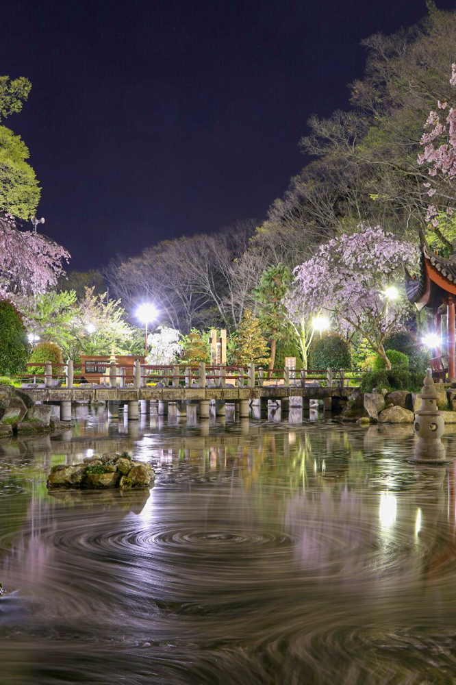 日中友好庭園、岐阜公園、桜、4月春の花、岐阜県岐阜市の観光・撮影スポットの画像と写真