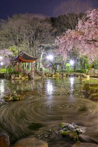 日中友好庭園、岐阜公園、桜、4月春の花、岐阜県岐阜市の観光・撮影スポットの画像と写真