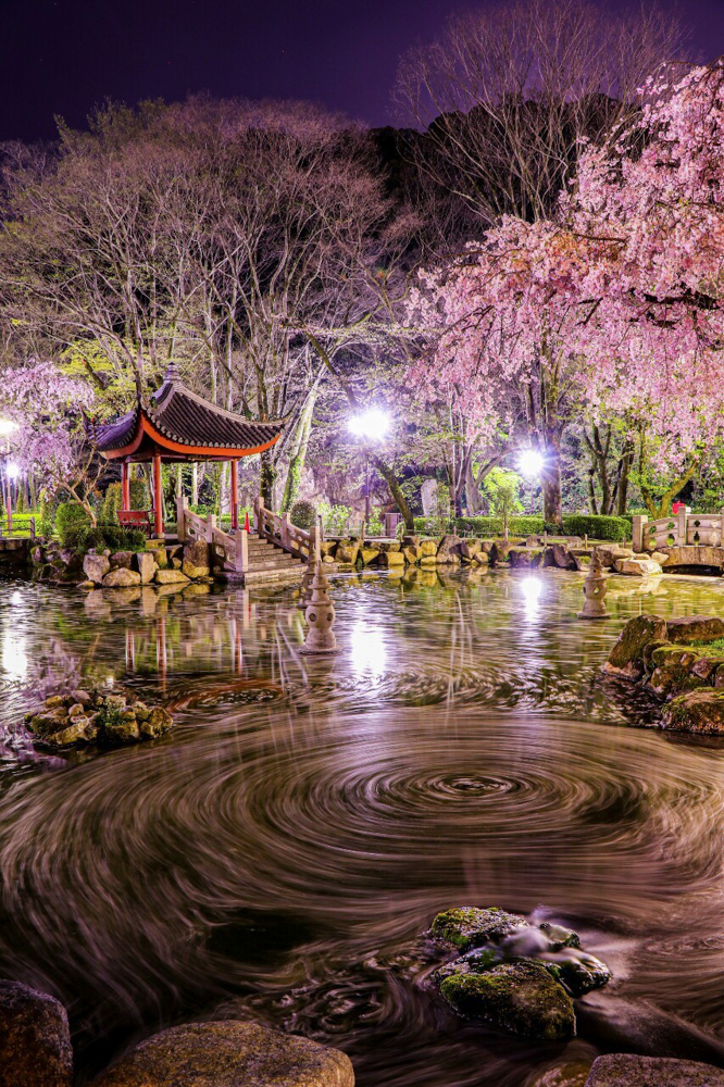 日中友好庭園、岐阜公園、桜、4月春の花、岐阜県岐阜市の観光・撮影スポットの画像と写真