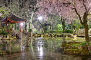 日中友好庭園、岐阜公園、桜、4月春の花、岐阜県岐阜市の観光・撮影スポットの画像と写真