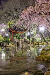 日中友好庭園、岐阜公園、桜、4月春の花、岐阜県岐阜市の観光・撮影スポットの画像と写真