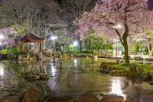 日中友好庭園、岐阜公園、桜、4月春の花、岐阜県岐阜市の観光・撮影スポットの画像と写真