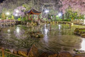 日中友好庭園、岐阜公園、桜、4月春の花、岐阜県岐阜市の観光・撮影スポットの画像と写真