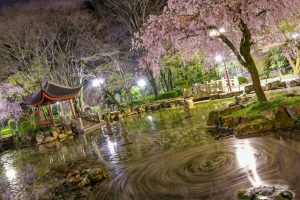 日中友好庭園、岐阜公園、桜、4月春の花、岐阜県岐阜市の観光・撮影スポットの画像と写真