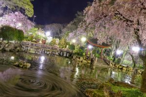 日中友好庭園、岐阜公園、桜、4月春の花、岐阜県岐阜市の観光・撮影スポットの画像と写真