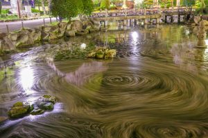 日中友好庭園、岐阜公園、桜、4月春の花、岐阜県岐阜市の観光・撮影スポットの画像と写真