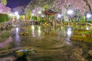 日中友好庭園、岐阜公園、桜、4月春の花、岐阜県岐阜市の観光・撮影スポットの画像と写真