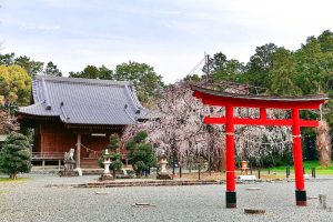 野依八幡社、しだれ桜、3月春の花、愛知県豊橋市の観光・撮影スポットの画像と写真