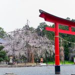 野依八幡社、しだれ桜、3月春の花、愛知県豊橋市の観光・撮影スポットの画像と写真