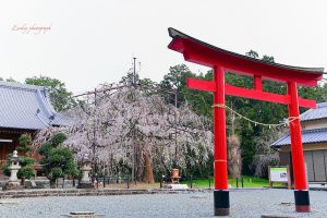 野依八幡社、しだれ桜、3月春の花、愛知県豊橋市の観光・撮影スポットの画像と写真