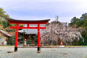野依八幡社、しだれ桜、3月春の花、愛知県豊橋市の観光・撮影スポットの画像と写真