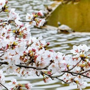 於大公園、さくら、4月春の花、愛知県知多郡の観光・撮影スポット