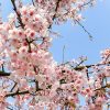 於大公園、さくら、4月春の花、愛知県知多郡の観光・撮影スポット
