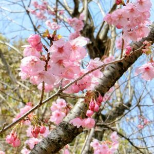 於大公園、さくら、4月春の花、愛知県知多郡の観光・撮影スポット