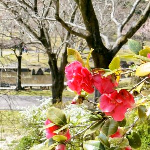 於大公園、花桃、4月春の花、愛知県知多郡の観光・撮影スポット