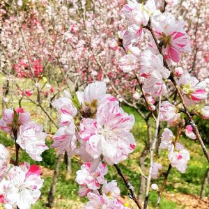 於大公園、花桃、4月春の花、愛知県知多郡の観光・撮影スポット