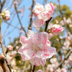 於大公園、花桃、4月春の花、愛知県知多郡の観光・撮影スポット