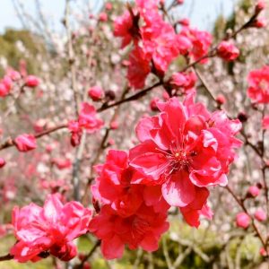 於大公園、花桃、4月春の花、愛知県知多郡の観光・撮影スポット於大公園、花桃、4月春の花、愛知県知多郡の観光・撮影スポット