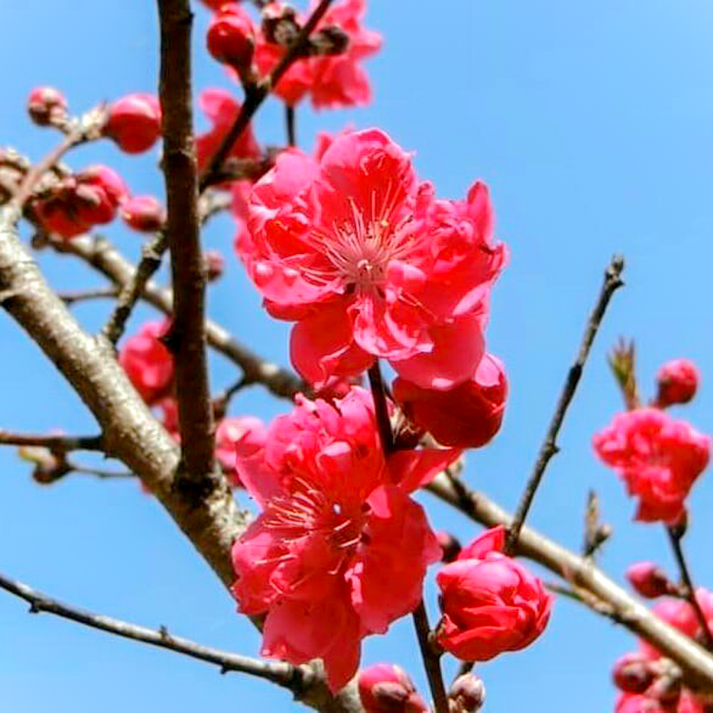 於大公園、花桃、4月春の花、愛知県知多郡の観光・撮影スポット