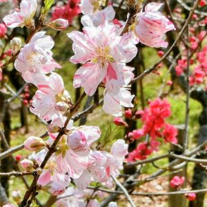 於大公園、花桃、4月春の花、愛知県知多郡の観光・撮影スポット
