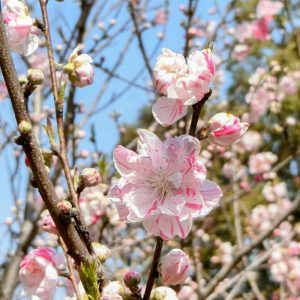 於大公園、花桃、4月春の花、愛知県知多郡の観光・撮影スポット
