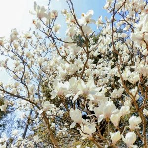 於大公園、モクレン、4月春の花、愛知県知多郡の観光・撮影スポット