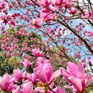 於大公園、モクレン、4月春の花、愛知県知多郡の観光・撮影スポット