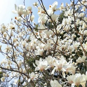 於大公園、モクレン、4月春の花、愛知県知多郡の観光・撮影スポット