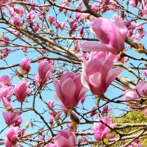 於大公園、モクレン、4月春の花、愛知県知多郡の観光・撮影スポット
