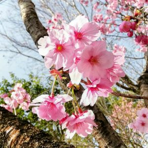 於大公園、さくら、4月春の花、愛知県知多郡の観光・撮影スポット