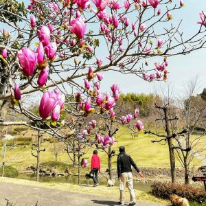於大公園、モクレン、4月春の花、愛知県知多郡の観光・撮影スポット