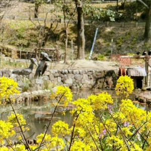 於大公園、菜の花、4月春の花、愛知県知多郡の観光・撮影スポット