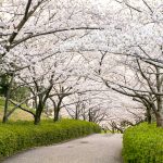 於大公園、桜、3月春の花、愛知県知多郡の観光・撮影スポットの画像と写真