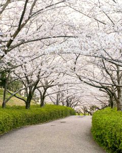 於大公園、桜、3月春の花、愛知県知多郡の観光・撮影スポットの画像と写真