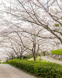 於大公園、桜、3月春の花、愛知県知多郡の観光・撮影スポットの画像と写真