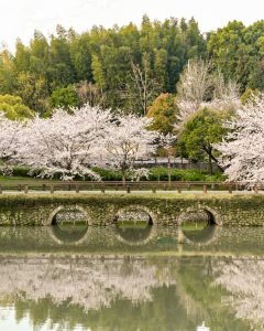 於大公園、桜、3月春の花、愛知県知多郡の観光・撮影スポットの画像と写真