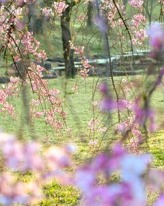 於大公園、桜、3月春の花、愛知県知多郡の観光・撮影スポットの画像と写真