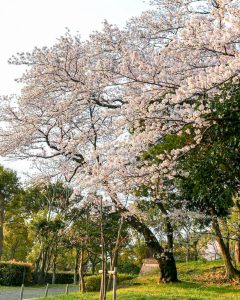 於大公園、桜、3月春の花、愛知県知多郡の観光・撮影スポットの画像と写真