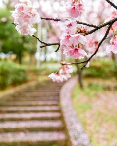 於大公園、桜、3月春の花、愛知県知多郡の観光・撮影スポットの画像と写真