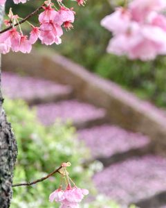 於大公園、桜、3月春の花、愛知県知多郡の観光・撮影スポットの画像と写真
