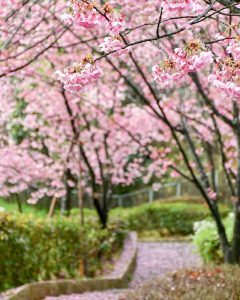 於大公園、桜、3月春の花、愛知県知多郡の観光・撮影スポットの画像と写真