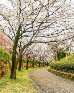 於大公園、桜、3月春の花、愛知県知多郡の観光・撮影スポットの画像と写真