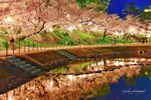 岡崎公園、さくらライトアップ、3月春の花、愛知県岡崎市の観光・撮影スポットの画像と写真