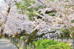 岡崎公園、さくら、3月春の花、愛知県岡崎市の観光・撮影スポットの画像と写真